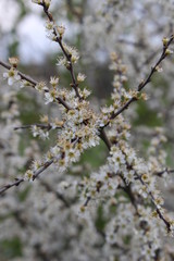 flowers in spring
