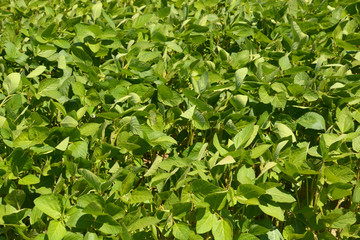 Fototapeta na wymiar young soybean plants before flowering, soy field with young soy plants grow in bavaria at july
