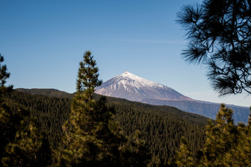 Forest with mountain volcano background on blue skyForest with mountain volcano background on blue sky