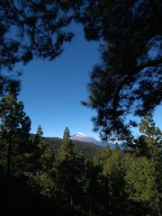 Forest with volcano in the background over blue sky