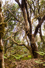 green forest with brown soil in Tenerife