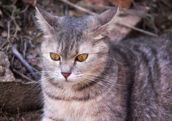 Portrait of single gray tabby cute cat sitting closeup face