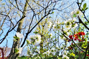 木瓜の花