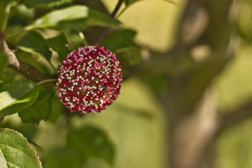 apple on the tree. Colorful apple in sprinkles..