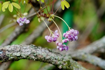 アケビの花