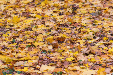 Red and Orange Autumn Leaves Background