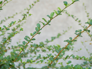 garden plants for wall