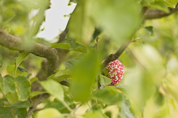 apple on the tree. Colorful apple in sprinkles..