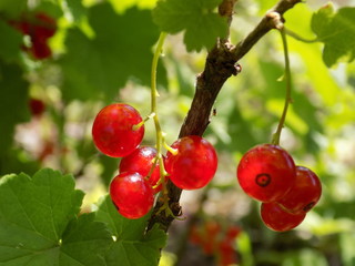 Summer. A bright Sunny day. Red currants ripen. Delicious berries on the branches.
