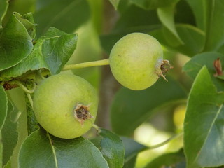 Summer. Bright sunny day. Ripen pear fruit. Beautiful fruits ripen on the tree.