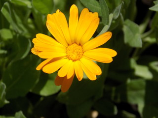 Summer, sun, blooms calendula. Delicate petals, beautiful delicate flowers of Sunny color. Small bright Sunny flowers.