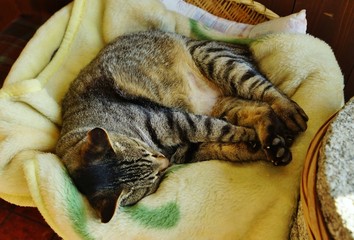 眠る猫