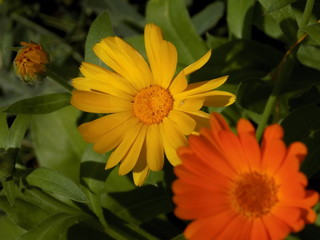 Summer, sun, blooms calendula. Delicate petals, beautiful delicate flowers of Sunny color. Small bright Sunny flowers.