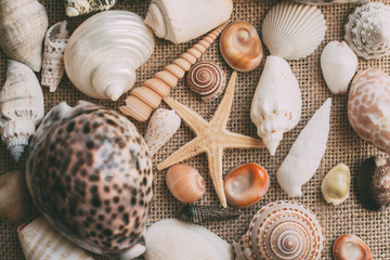 Seashells and starfish background for design. Close up view of many different seashells piled together. Ocean life.