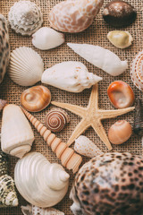 Seashells and starfish background for design. Close up view of many different seashells piled together. Ocean life.