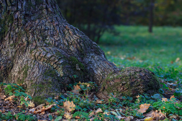 tree roots and green forest