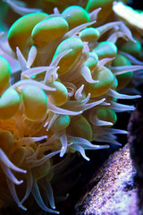Plerogyra sinuosa is a species of 