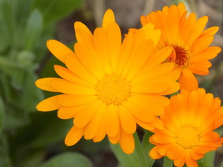 Summer, sun, blooms calendula. Delicate petals, beautiful delicate flowers of Sunny color. Small bright Sunny flowers.