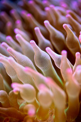 RBTA (Rose Bubble Tip Anemone), a type of Bubble tip anemone that has a red coloration on its tentacles