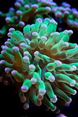 Euphyllia ancora is a species of hard coral in the family Euphylliidae. It is known by several common names, including anchor coral and hammer coral, or less frequently as sausage coral