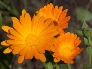Summer, sun, blooms calendula. Delicate petals, beautiful delicate flowers of Sunny color. Small bright Sunny flowers.