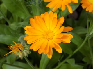 Summer, sun, blooms calendula. Delicate petals, beautiful delicate flowers of Sunny color. Small bright Sunny flowers.