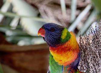 rainbow lorikeet on branch