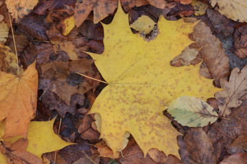 The Autumn background with leaves and rain water drops