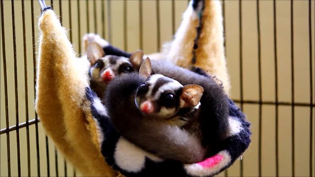 Steady video shot of sugar gliders or sugar bears in their sleeping pouch inside a cage