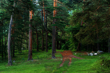 Obraz premium Pine forest and big boulders in beautiful day light