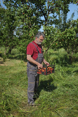 Farmer holding crate with apricot fruit in orchard