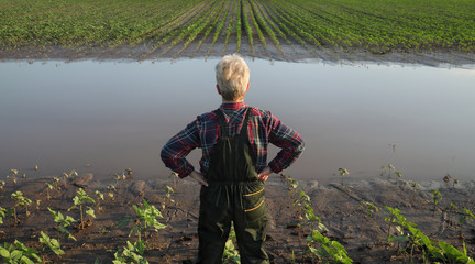 Agricultural scene, farmer in sunflower  field after flood