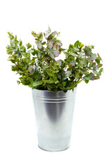 fresh eucalyptus in a vase on a white background close-up