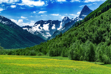 View of alpine valley with lots of vegetation on sunny day with snowy mountains and flowers in the meadow