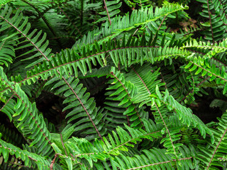 Top view texture of tropical green shrub nephrolepis exaltata sword fern. Kimberley Queen fern bush © woodpencil