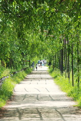 京都、新緑美しい半木の道の風景