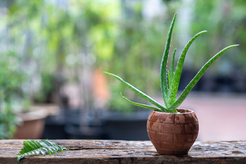 Aloe vera pot plants on wooden table, natural skin therapy concept