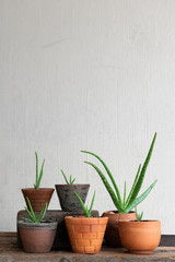 Aloe vera pot plants on wooden table, natural skin therapy concept