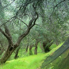 Olive grove in Greece