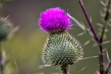Thistle buds and flowers on a summer field. Thistle flowers is the symbol of Scotland.