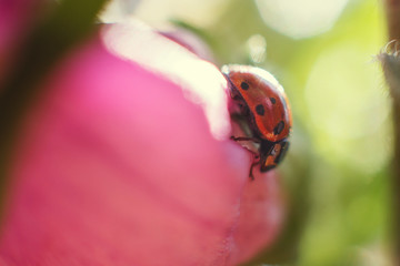 ladybug on  bell flower close up on a green background