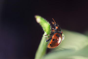 ladybug on leaf close up on a dark blue background