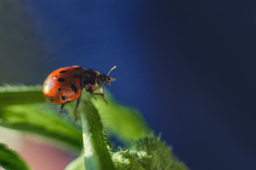 ladybug on leaf close up on a dark blue background