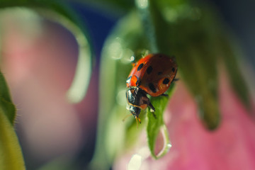 ladybug on  bell flower close up on a dark blue background