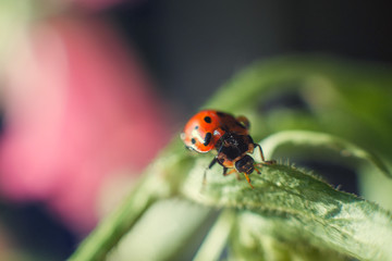 ladybug on leaf close up on a dark blue background