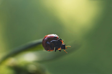 ladybug on leaf close up on green background