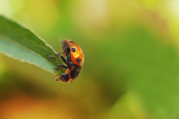Obraz premium ladybug on leaf close up on green background