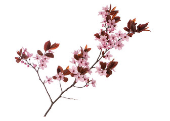 Blossoming branch with pink Cherry blossom flowers. Single spring tree branch with flowers and buds, isolated on white background. Stick tree branch from nature for design.