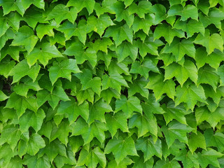 Fototapeta na wymiar Green Ivy Leaves Wall as Wallpaper