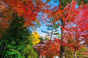 京都　北野天満宮　もみじ苑の紅葉